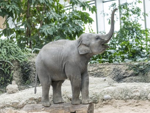 Stärker als ein Elefant: Eine Firewall für den Zoo Zürich